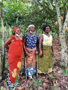 1 Three Producers in cocoa orchard