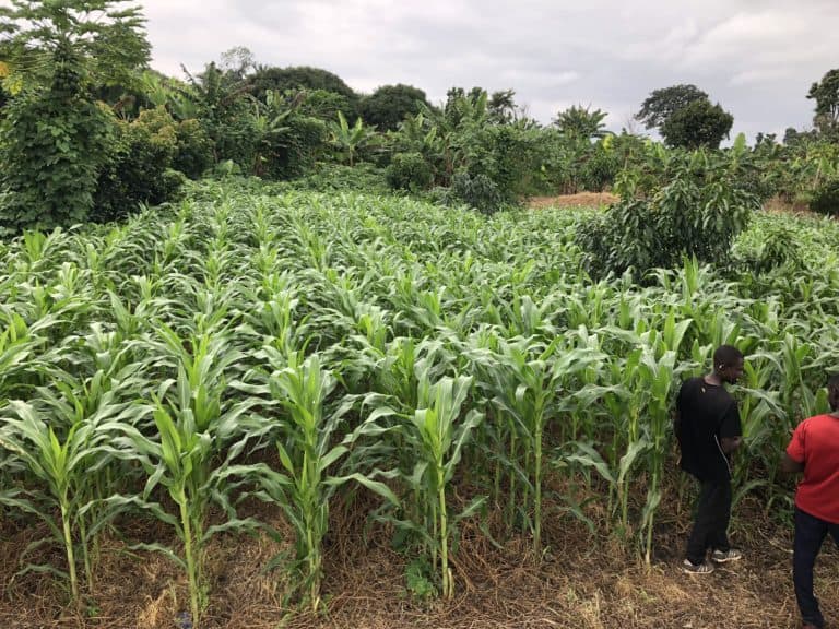 Promoting Conservation Agriculture Among Rural Farmers in Ghana Grow