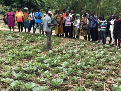 26. farmers touring a notill cabbage field (2)