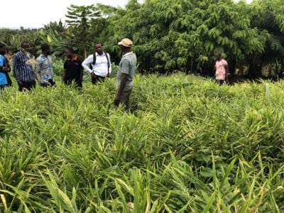 27. farmers touring a notill ginger field