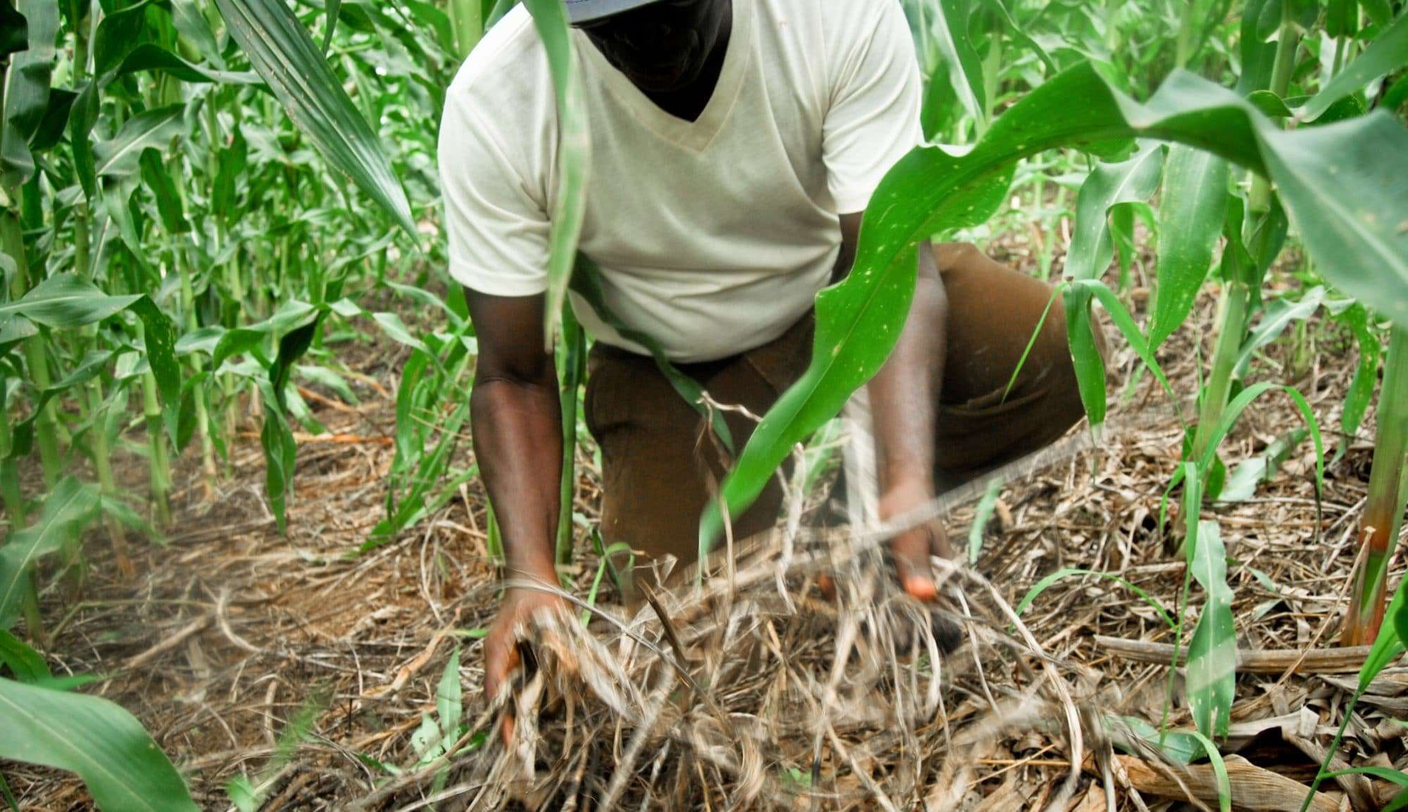 Promoting Conservation Agriculture in Ghana · Grow Ahead