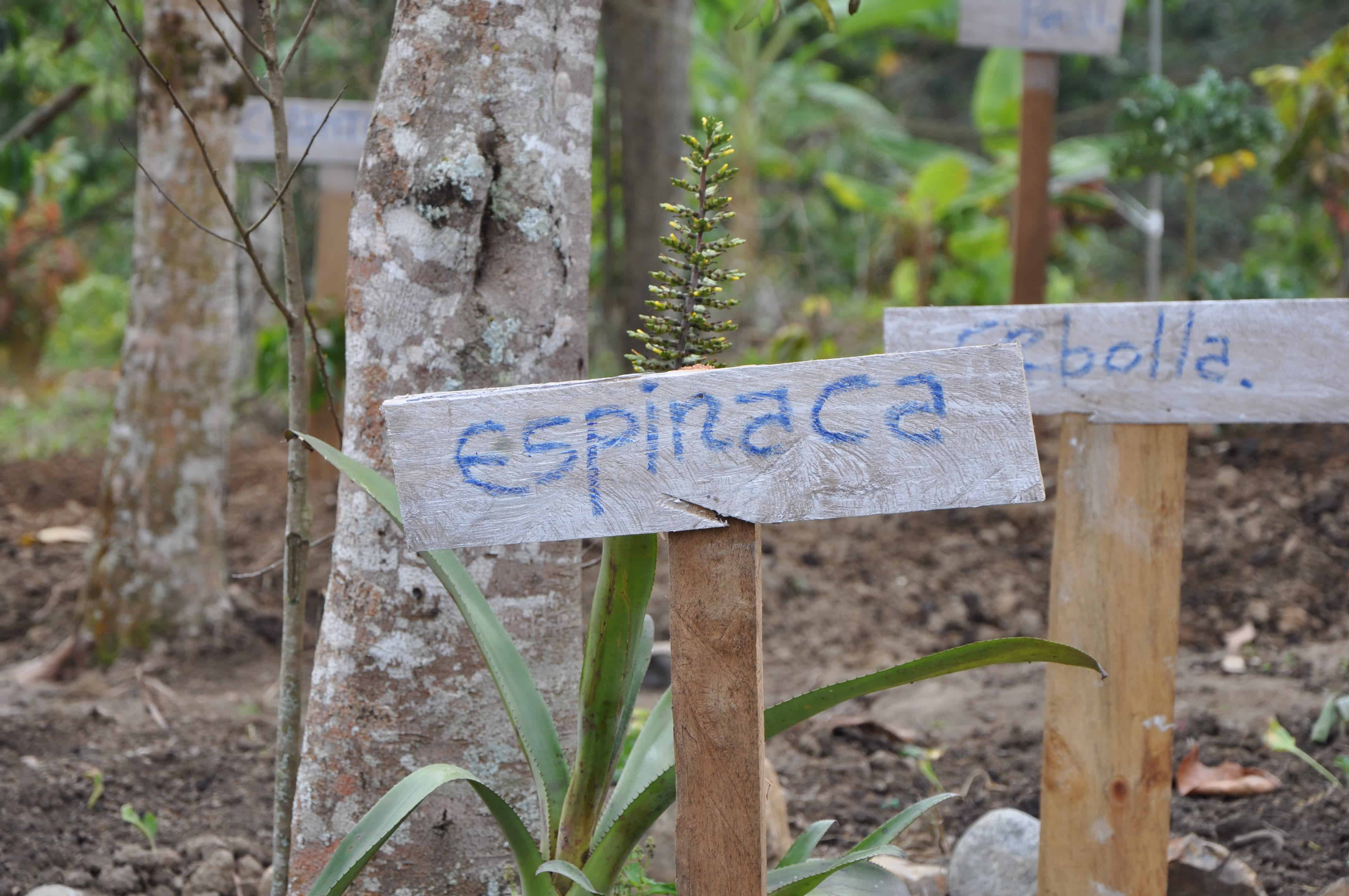 A sign in the vegetable garden that says 'spinach'