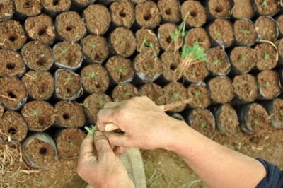 Working in the vivero to plant seedlings into individual bags