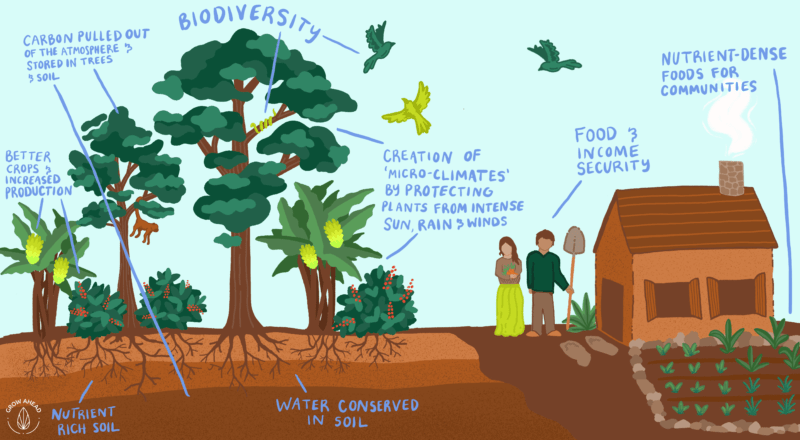 Grow Ahead Agroforestry Illustration