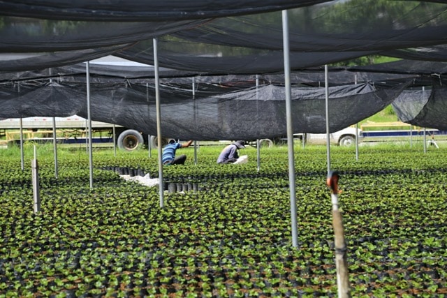 IMG_0279 Medium APROCOMSA Nursery