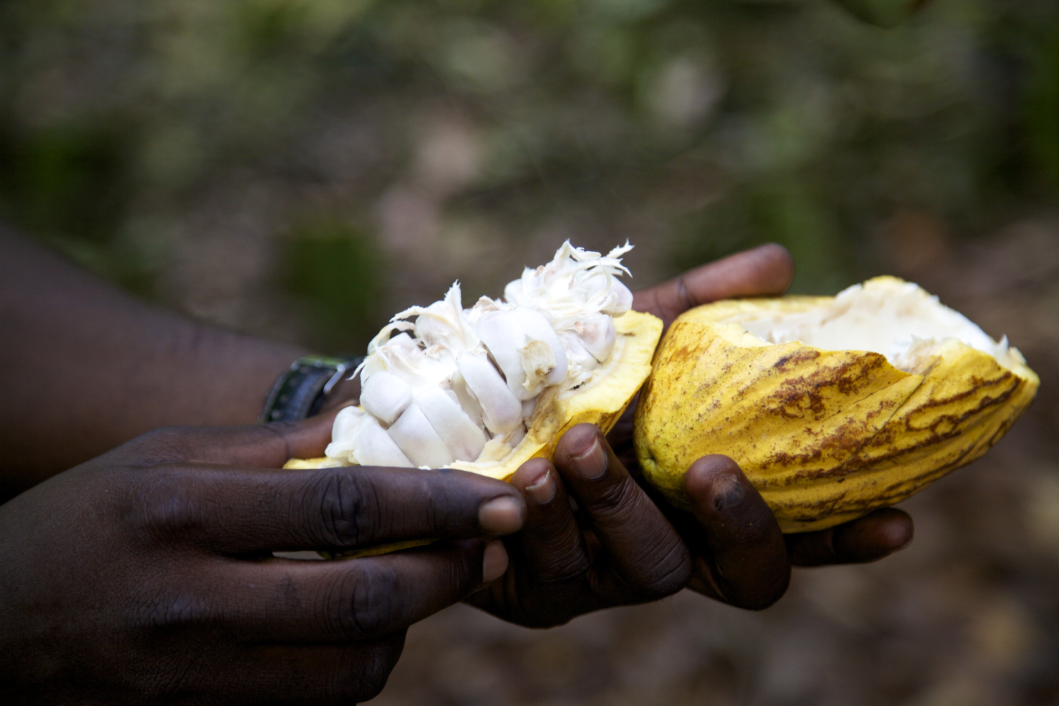 Agroforestry and Cocoa in Ghana Grow Ahead