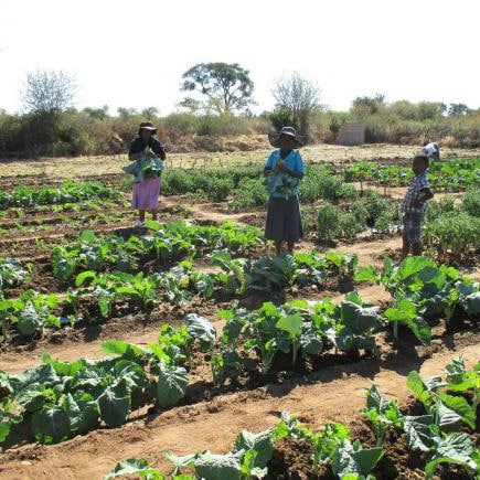 Elizabeth-Mpofu-Zimbabwean-farmers