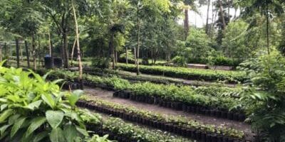 Project Nursery - Enhancing Climate Resilience on Coffee Farmers campaign with Grow Ahead
