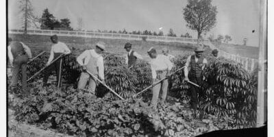 8 Black farmers tend to land